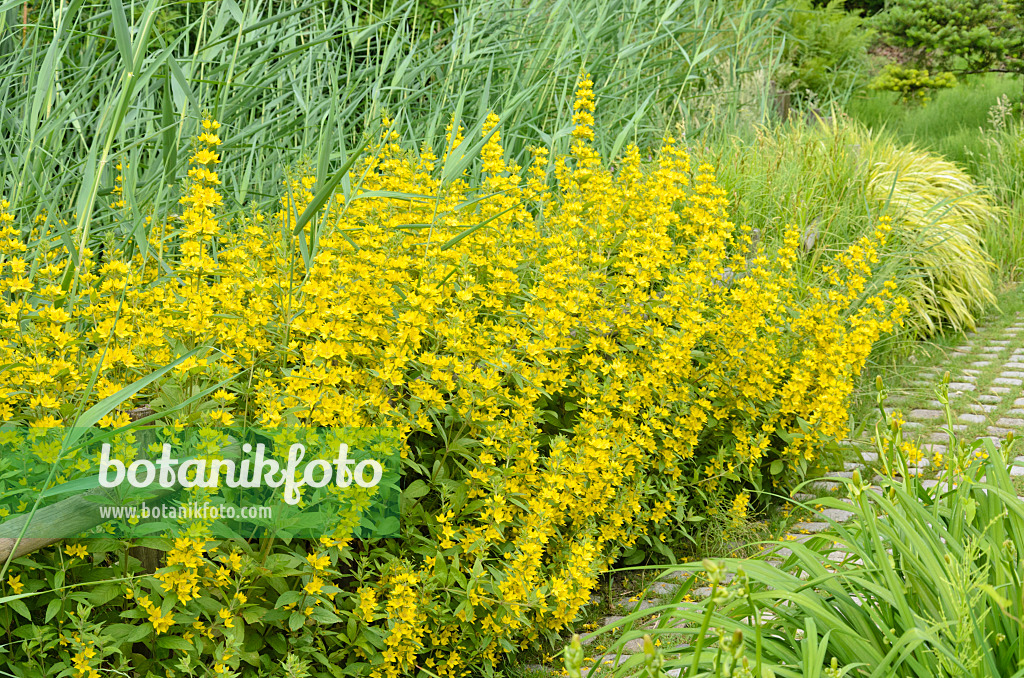 521235 - Dotted loosestrife (Lysimachia punctata)