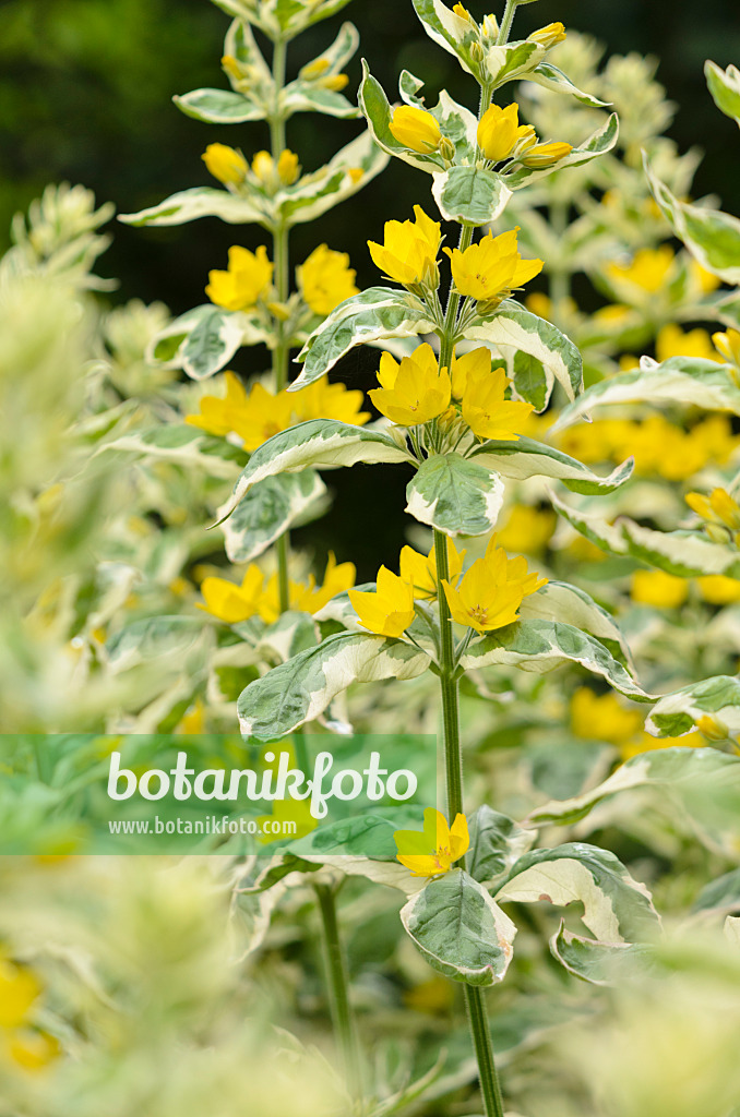 521458 - Dotted loosestrife (Lysimachia punctata 'Alexander')