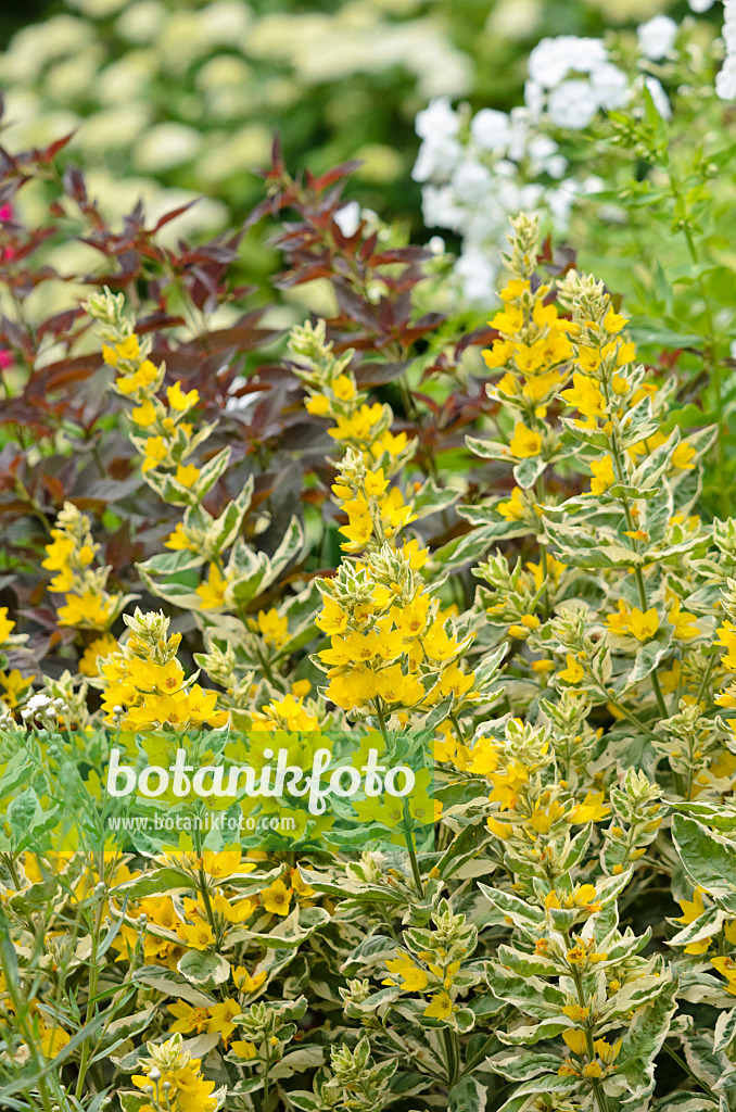 534090 - Dotted loosestrife (Lysimachia punctata 'Alexander')