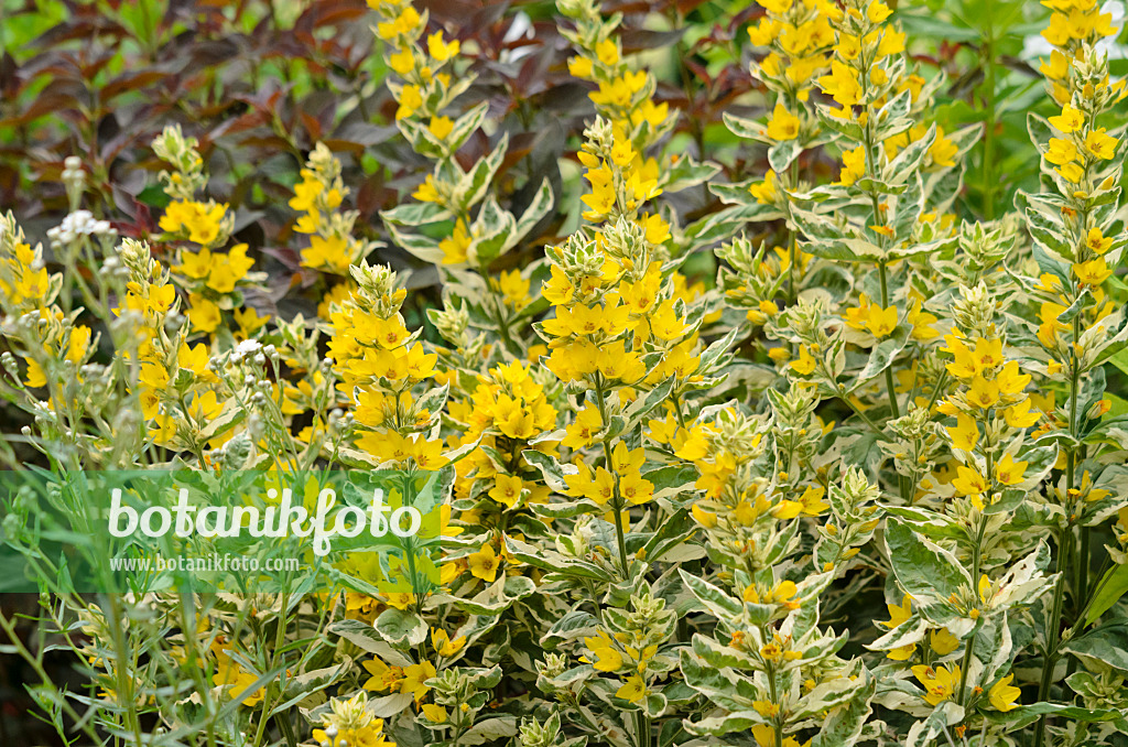 534091 - Dotted loosestrife (Lysimachia punctata 'Alexander')