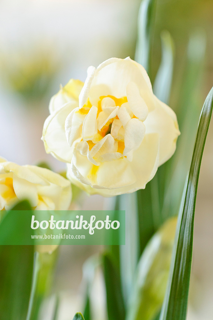 483178 - Double daffodil (Narcissus Bridal Crown)