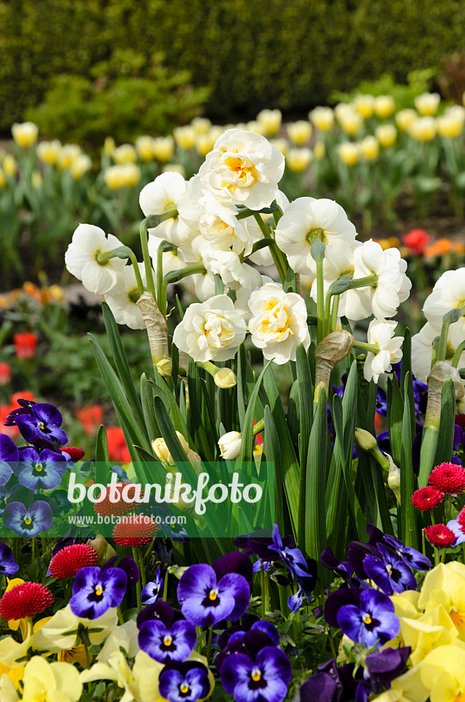 495083 - Double daffodil (Narcissus Bridal Crown), horned pansy (Viola cornuta) and common daisy (Bellis perennis)