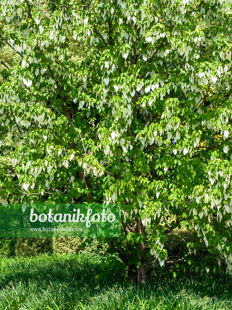 437264 - Dove tree (Davidia involucrata)