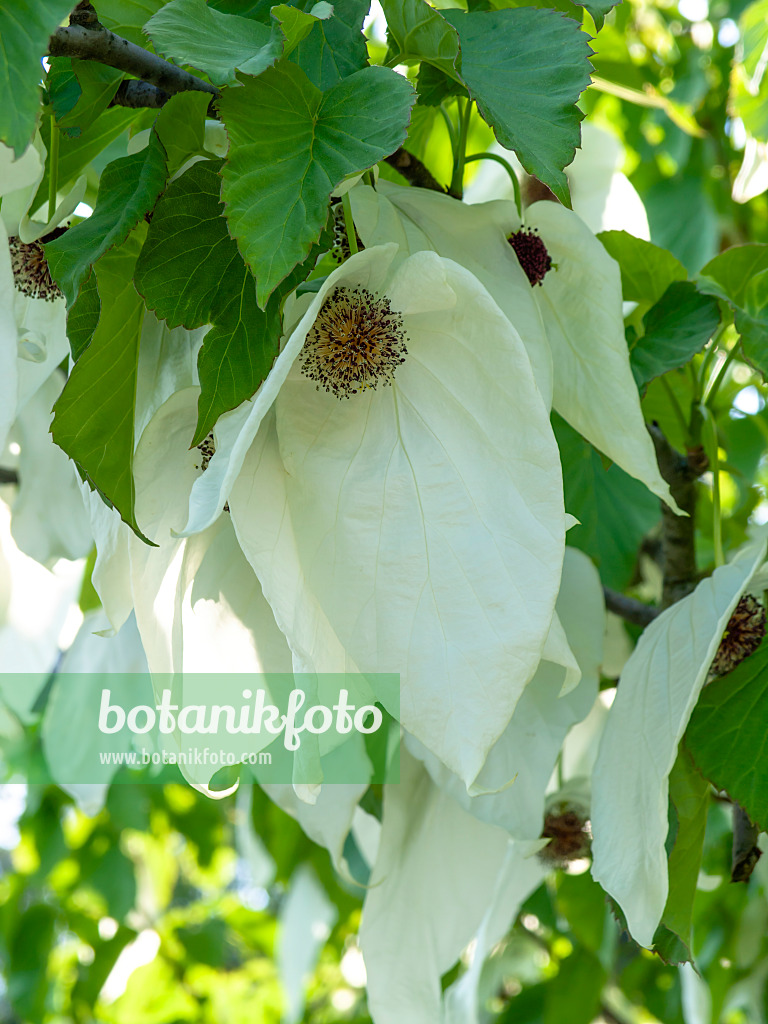 437279 - Dove tree (Davidia involucrata)