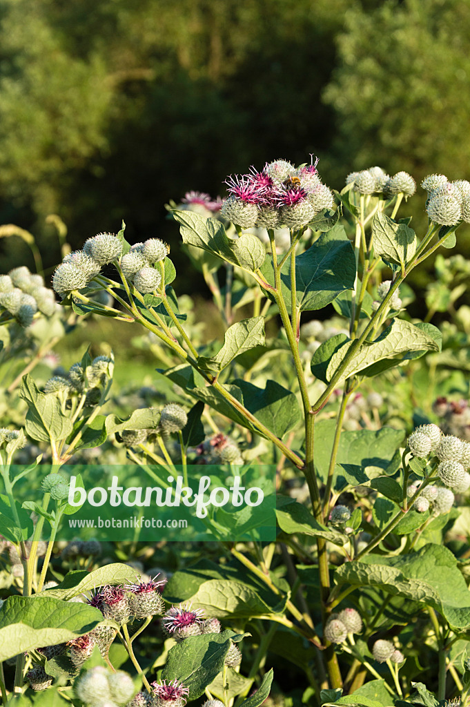 511035 - Downy burdock (Arctium tomentosum)