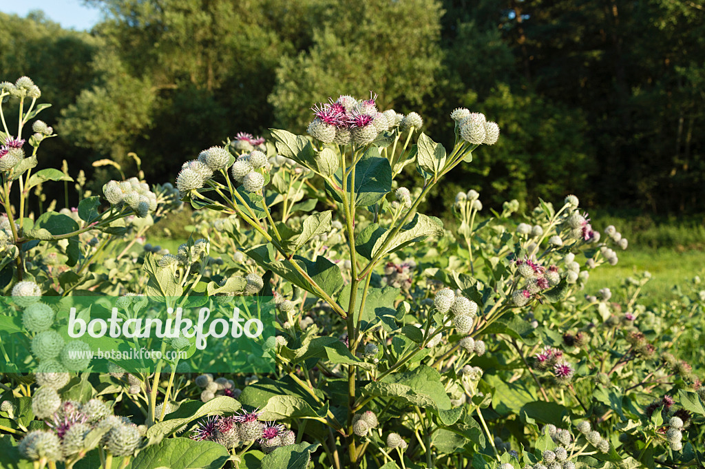 511036 - Downy burdock (Arctium tomentosum)