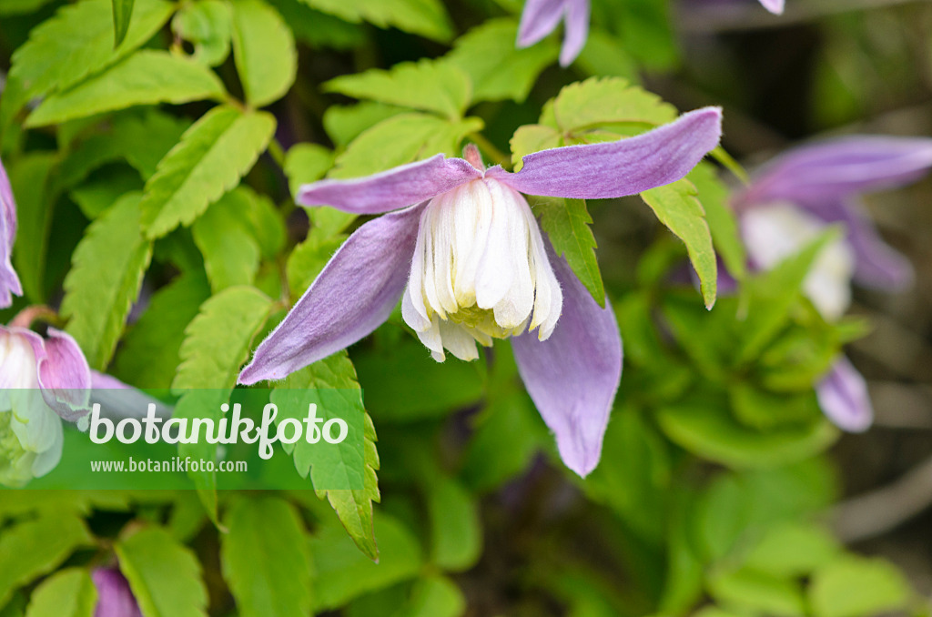 556017 - Downy clematis (Clematis macropetala)