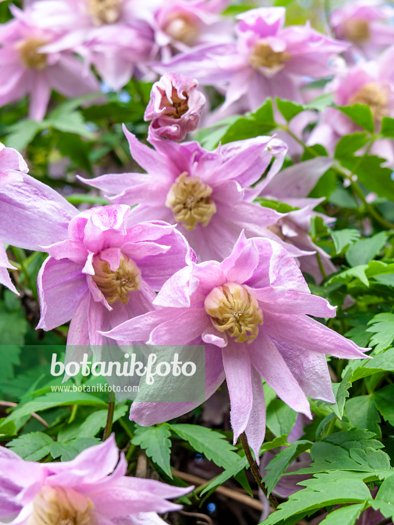 437357 - Downy clematis (Clematis macropetala 'Markham's Pink')