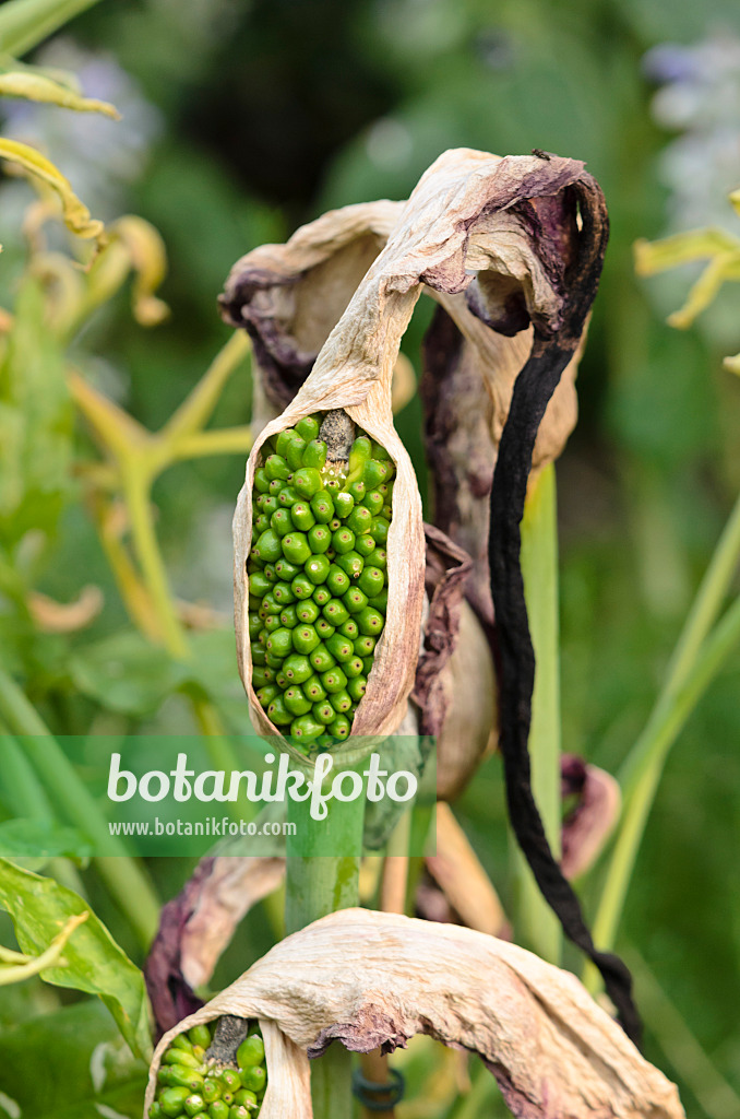 522029 - Dragon arum (Dracunculus vulgaris)