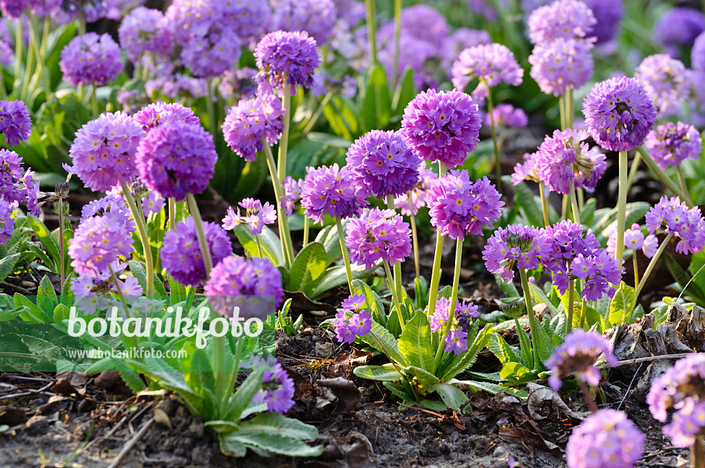 471074 - Drumstick primrose (Primula denticulata)