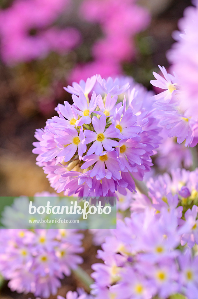 471077 - Drumstick primrose (Primula denticulata)