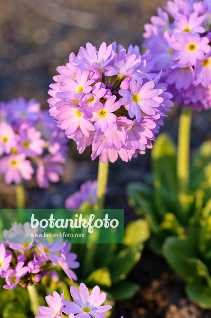 483062 - Drumstick primrose (Primula denticulata)