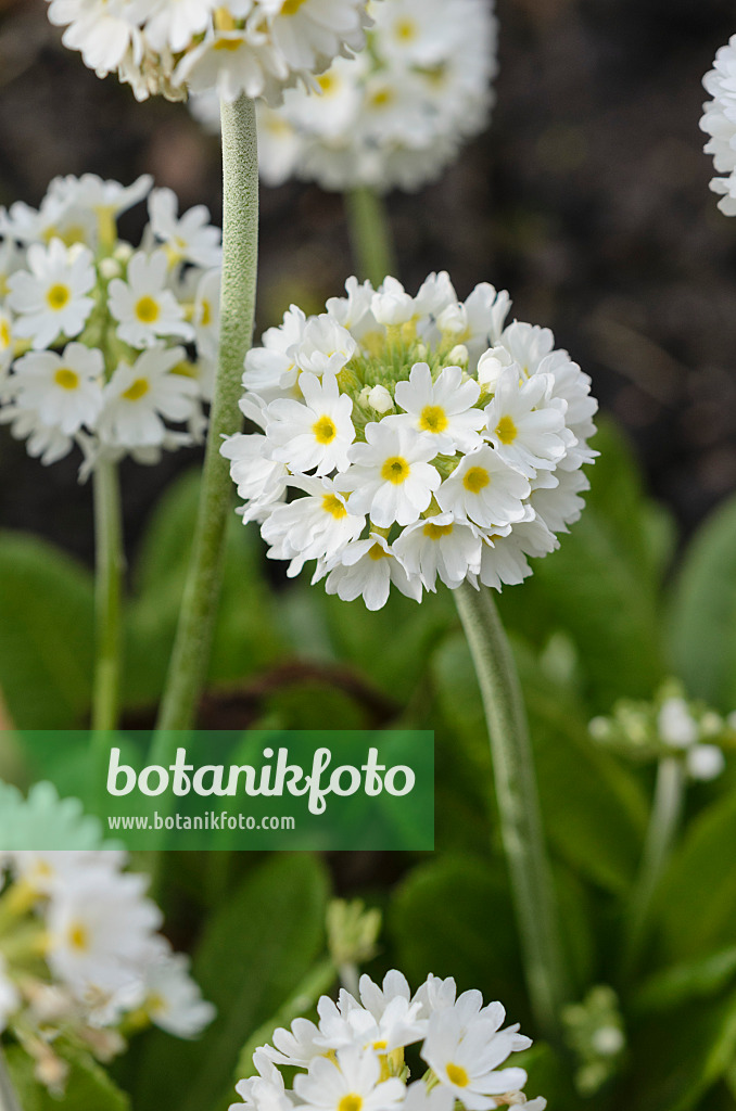 520013 - Drumstick primrose (Primula denticulata 'Alba')