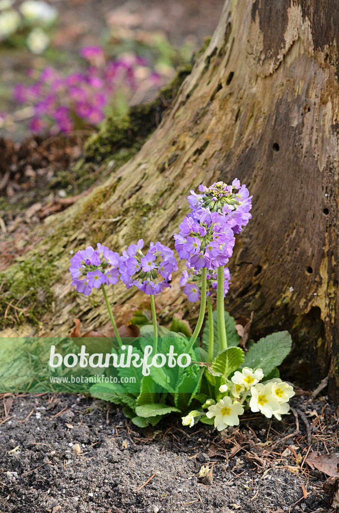 519043 - Drumstick primrose (Primula denticulata) and comon primrose (Primula vulgaris syn. Primula acaulis)