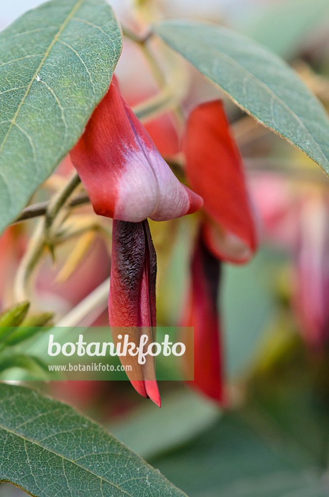 518133 - Dusky coral pea (Kennedia rubicunda)