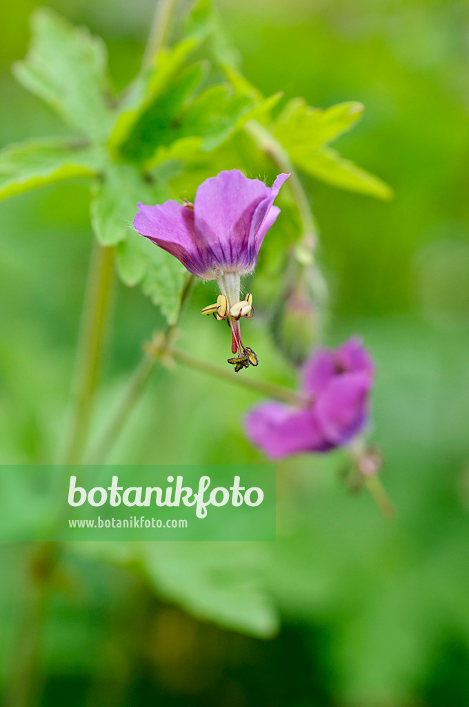 484119 - Dusky cranesbill (Geranium phaeum)