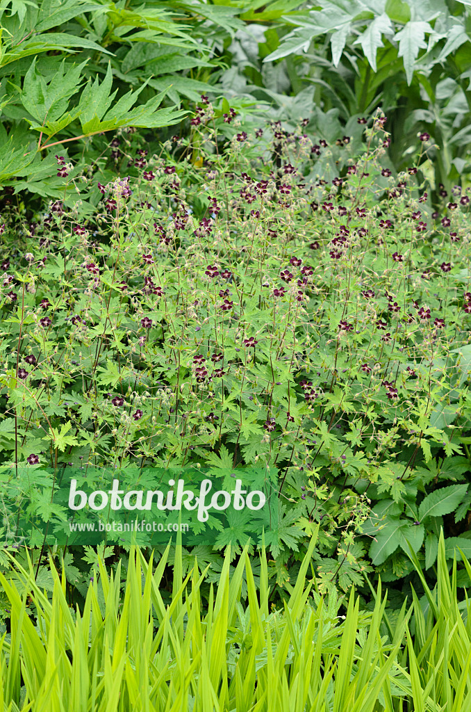 533280 - Dusky cranesbill (Geranium phaeum)