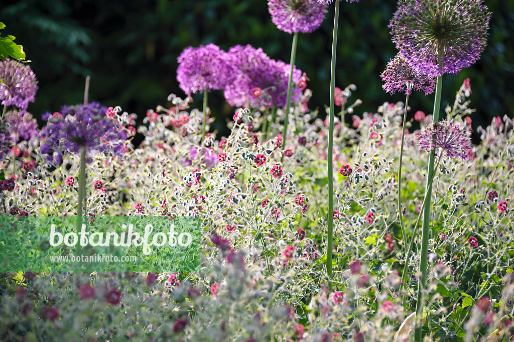 517440 - Dusky cranesbill (Geranium phaeum) and flowering onion (Allium aflatunense)