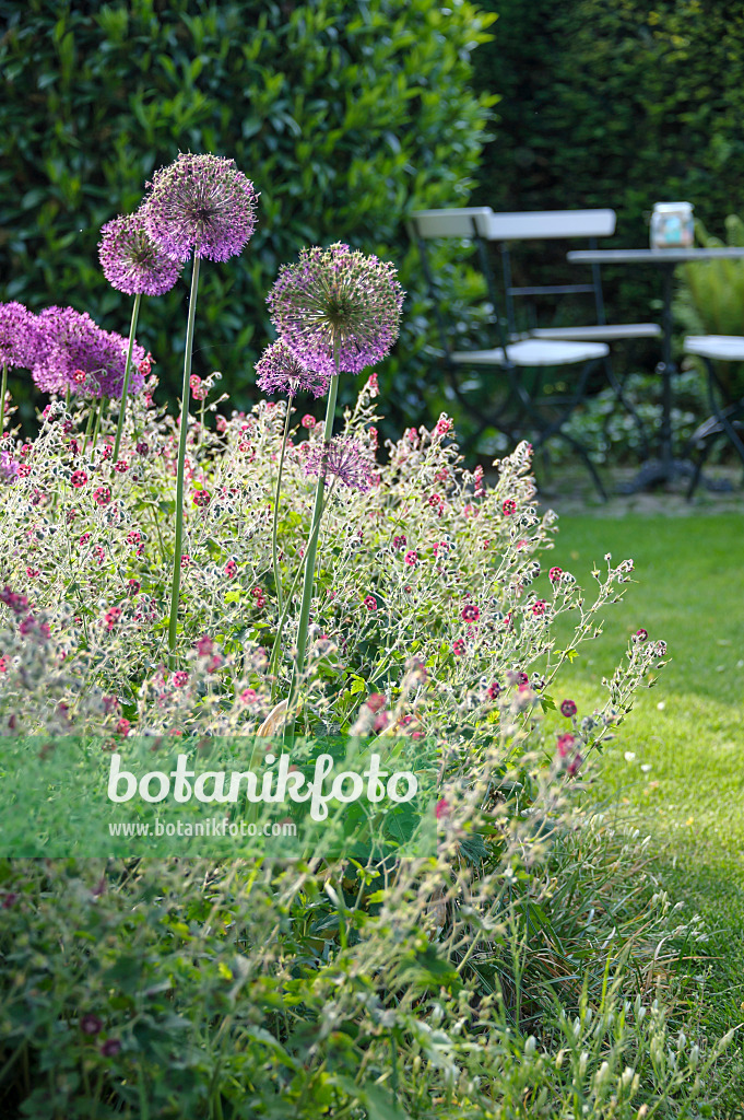 517441 - Dusky cranesbill (Geranium phaeum) and flowering onion (Allium aflatunense)