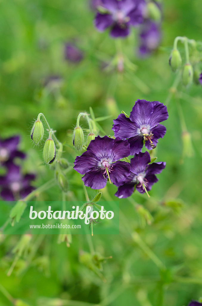 496404 - Dusky cranesbill (Geranium phaeum 'Lily Lovell')