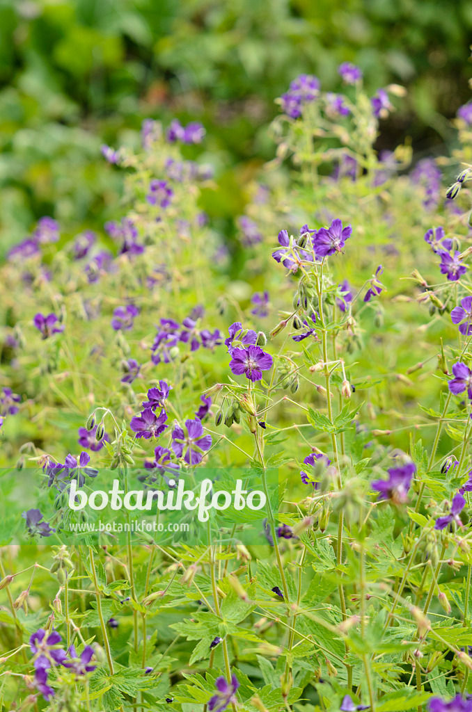 533326 - Dusky cranesbill (Geranium phaeum 'Lily Lovell')