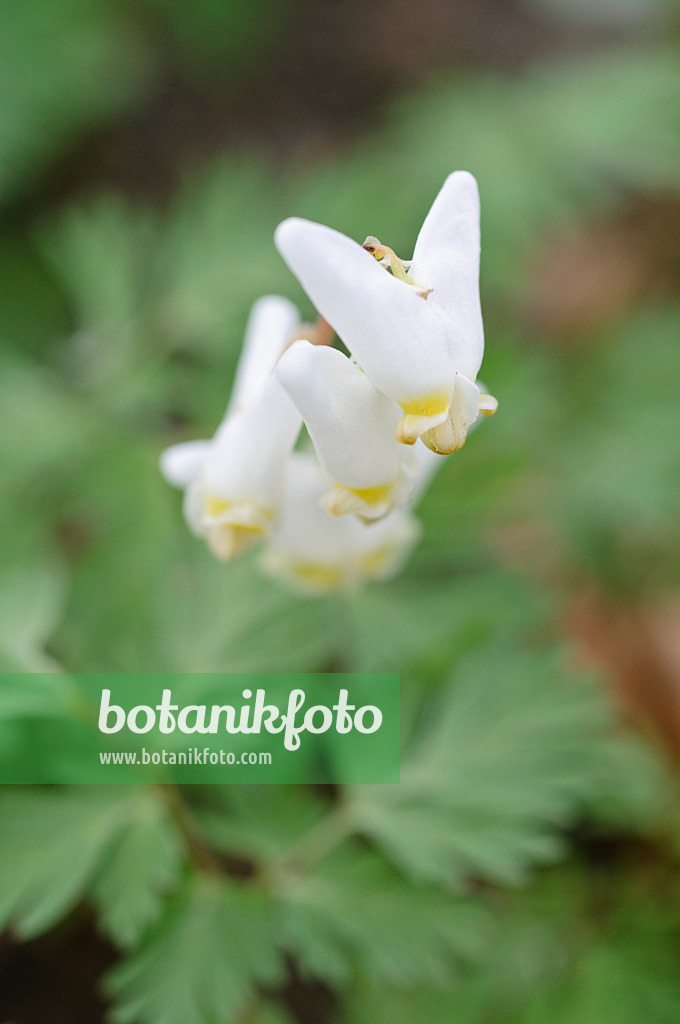 471101 - Dutchman's breeches (Dicentra cucullaria)