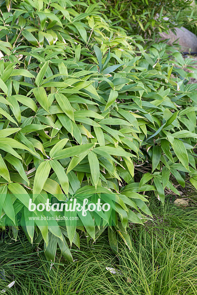 638338 - Dwarf bamboo (Sasa kurilensis)