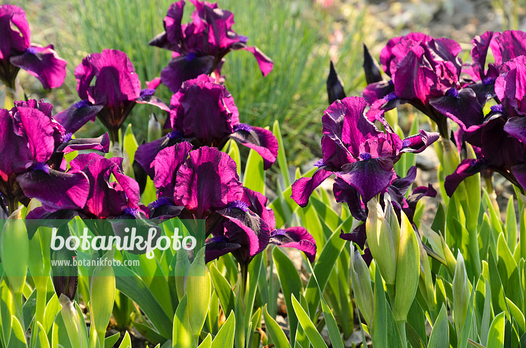 495368 - Dwarf bearded iris (Iris barbata nana 'Samtpfötchen')