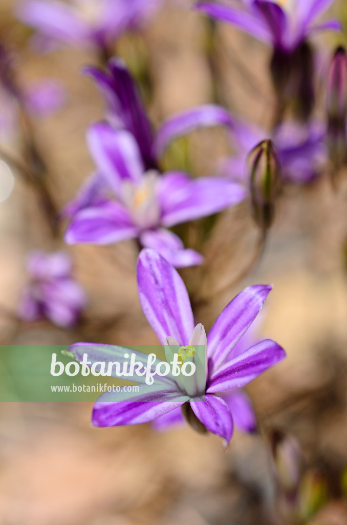 508435 - Dwarf brodiaea (Brodiaea minor)