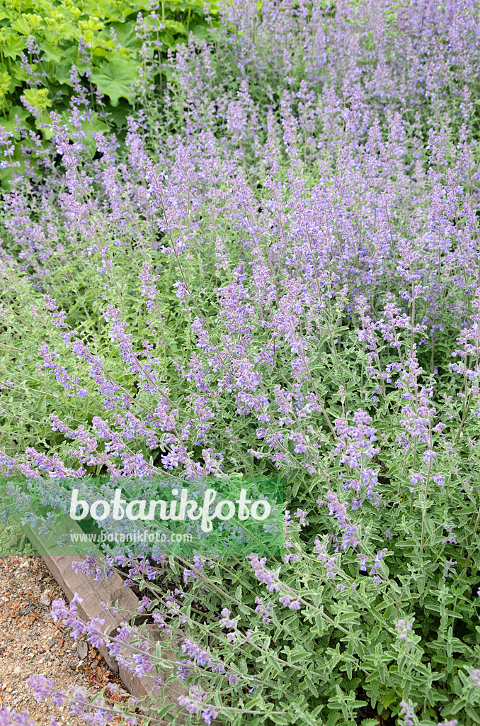 545014 - Dwarf catmint (Nepeta racemosa 'Superba')