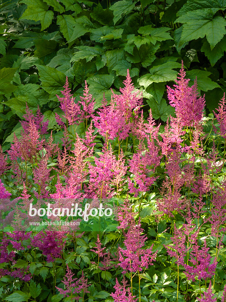 414184 - Dwarf Chinese astilbe (Astilbe chinensis var. pumila 'Serenade')