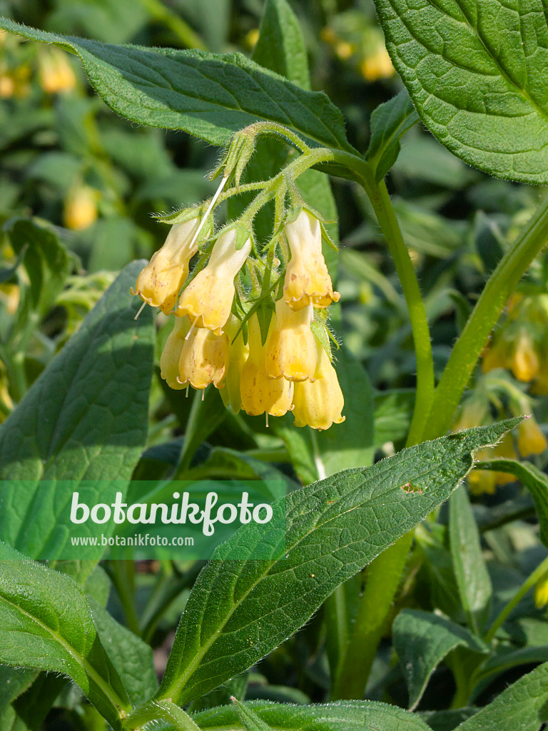 400142 - Dwarf comfrey (Symphytum grandiflorum)