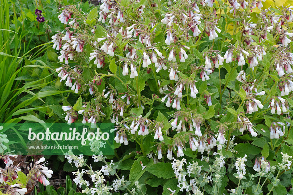 472029 - Dwarf comfrey (Symphytum grandiflorum)