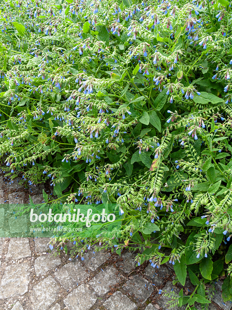 426067 - Dwarf comfrey (Symphytum grandiflorum 'Saphir')