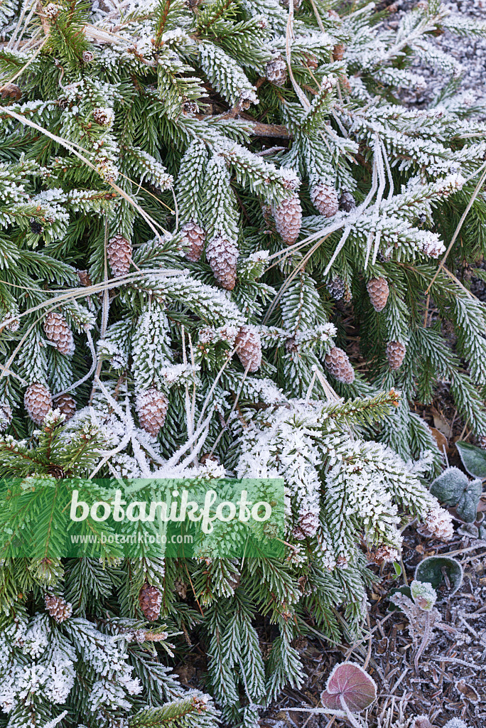 565037 - Dwarf common spruce (Picea abies 'Acrocona Nana') with hoar frost