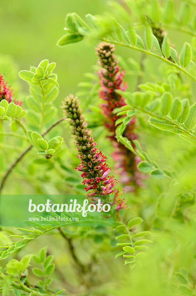 521183 - Dwarf false indigo (Amorpha nana)