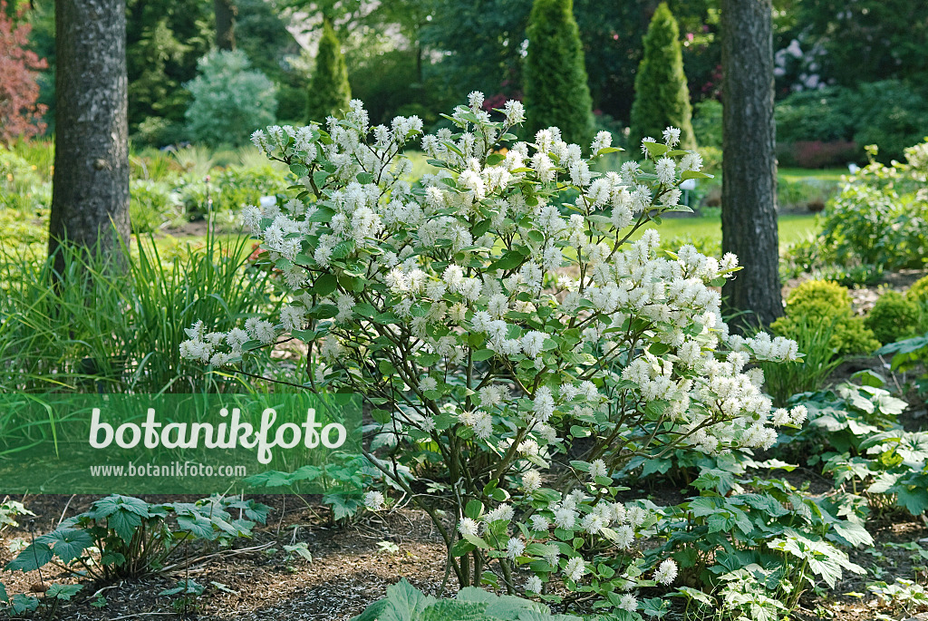 502202 - Dwarf fothergilla (Fothergilla gardenii)