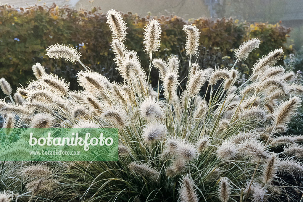 432050 - Dwarf fountain grass (Pennisetum alopecuroides 'Hameln') with hoar frost