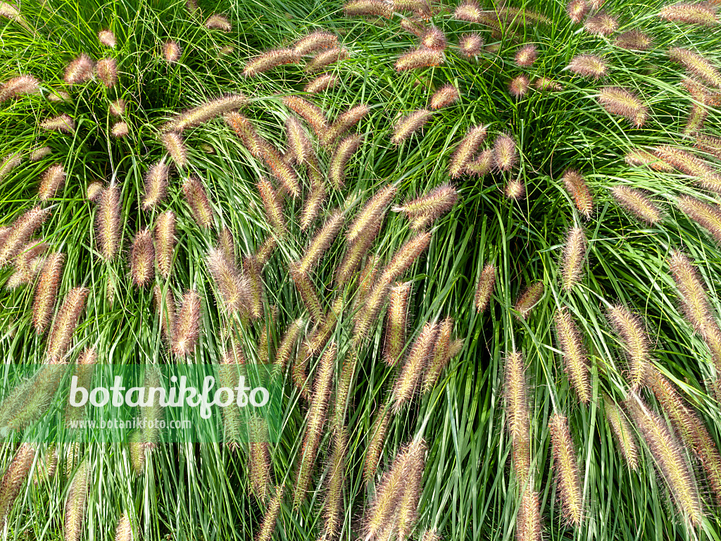 464075 - Dwarf fountain grass (Pennisetum alopecuroides)