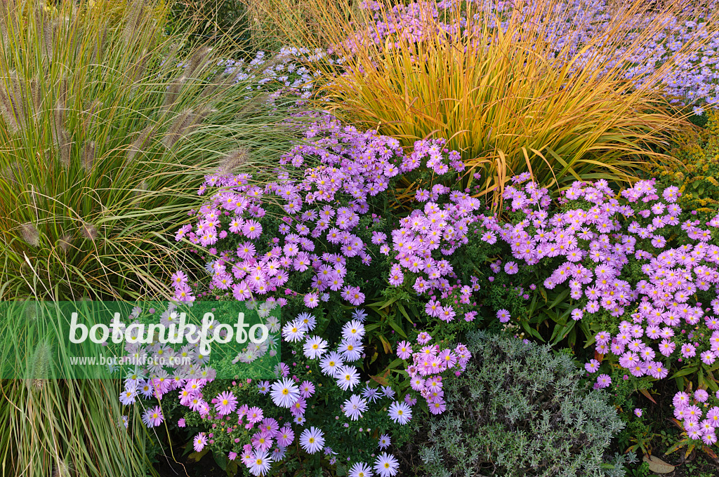 489111 - Dwarf fountain grass (Pennisetum alopecuroides), bushy aster (Aster dumosus 'Herbstgruss vom Bresserhof') and tall moor grass (Molinia arundinacea) 489111 - Dwarf fountain grass (Pennisetum alopecuroides), bushy aster (Aster dumosus 'Herbstgruss vom Bresserhof') and tall moor grass (Molinia arundinacea)