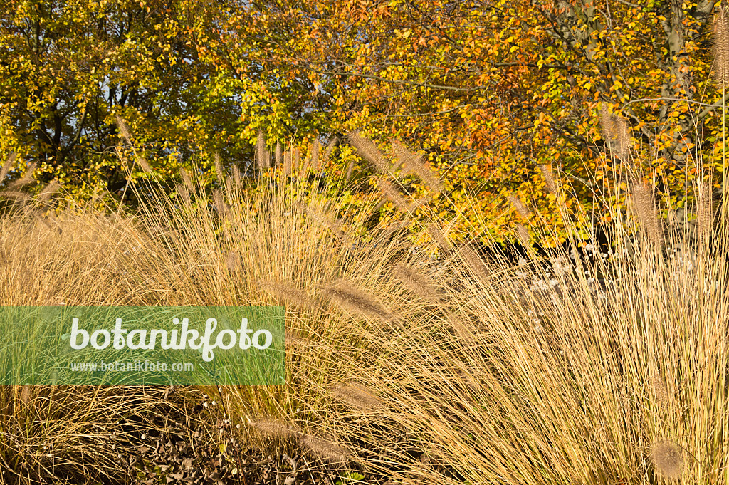 514003 - Dwarf fountain grass (Pennisetum alopecuroides)