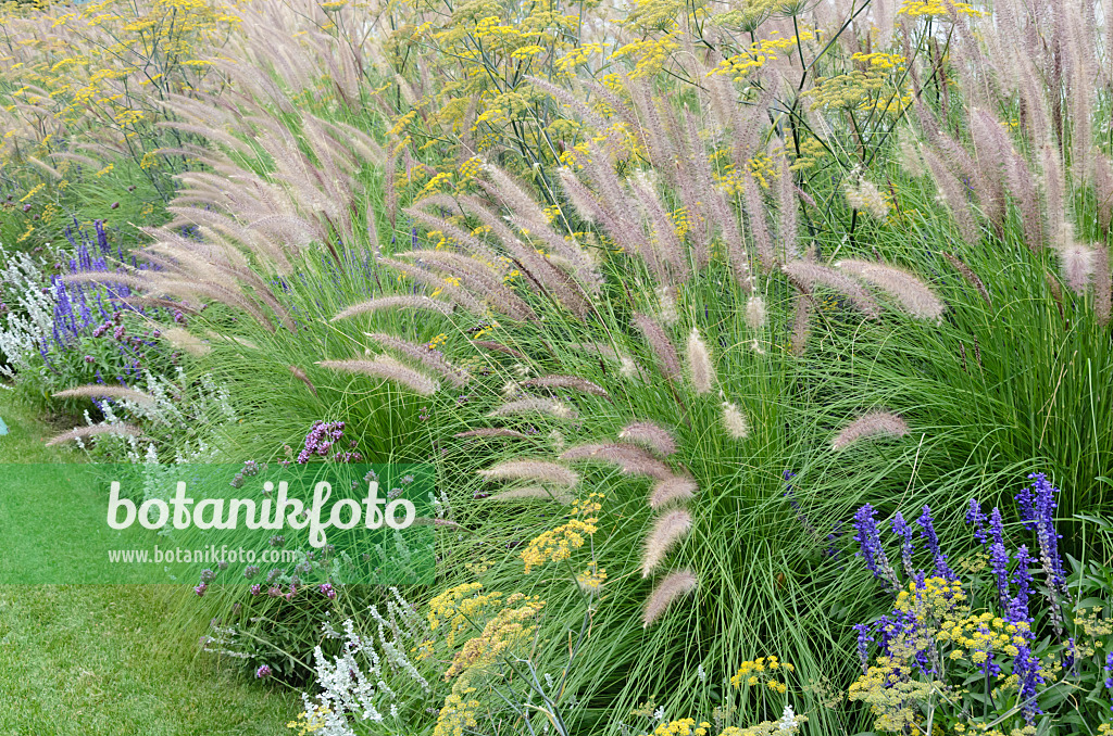 548058 - Dwarf fountain grass (Pennisetum alopecuroides), fennel (Foeniculum vulgare), purpletop vervain (Verbena bonariensis) and sages (Salvia)