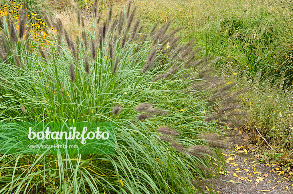 549091 - Dwarf fountain grass (Pennisetum alopecuroides)