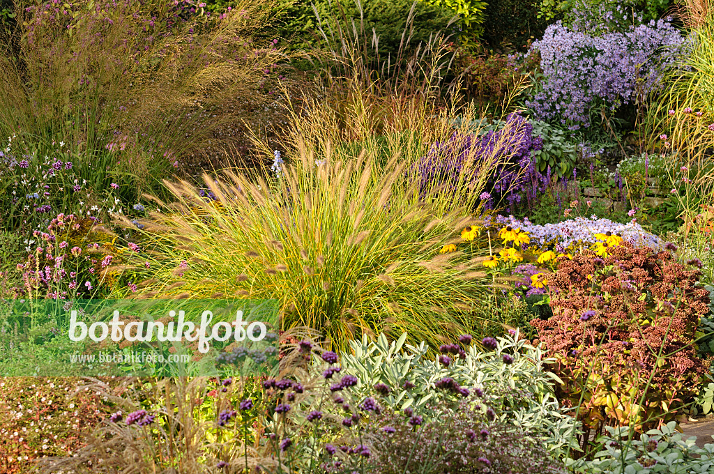 477049 - Dwarf fountain grass (Pennisetum alopecuroides) in an autumnal garden