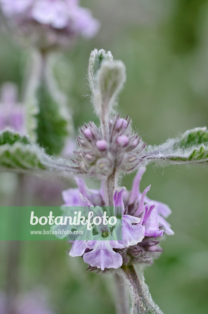 472295 - Dwarf horehound (Marrubium supinum)