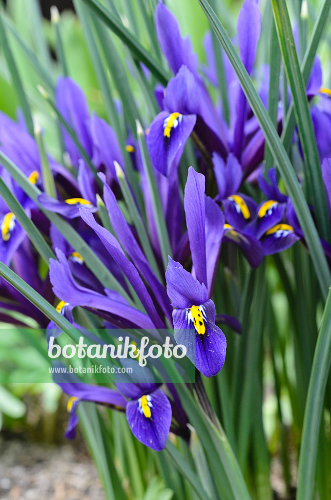 494139 - Dwarf iris (Iris reticulata)