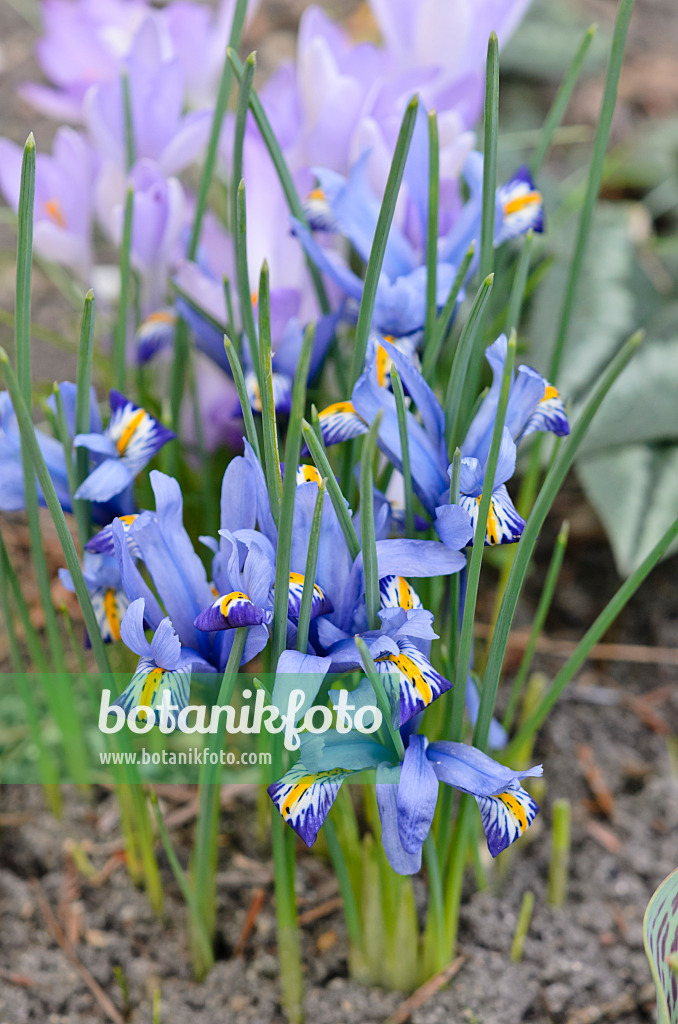 542013 - Dwarf iris (Iris reticulata 'Gordon')