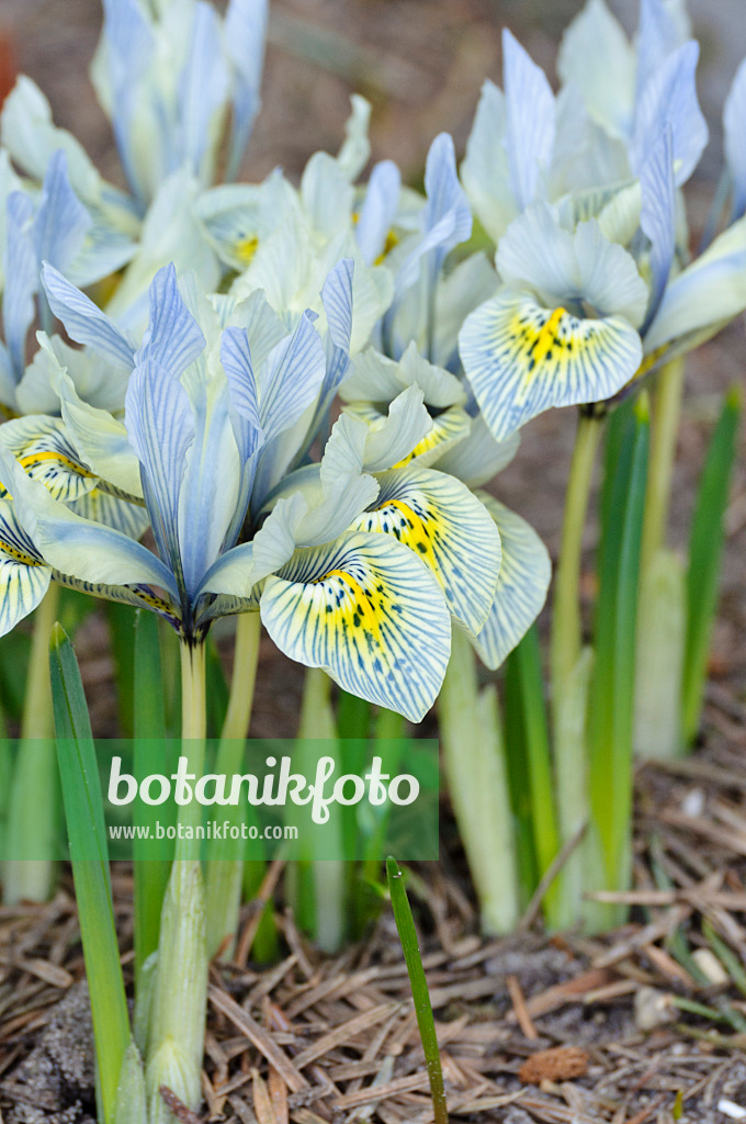 470049 - Dwarf iris (Iris reticulata 'Katharine Hodgkin')