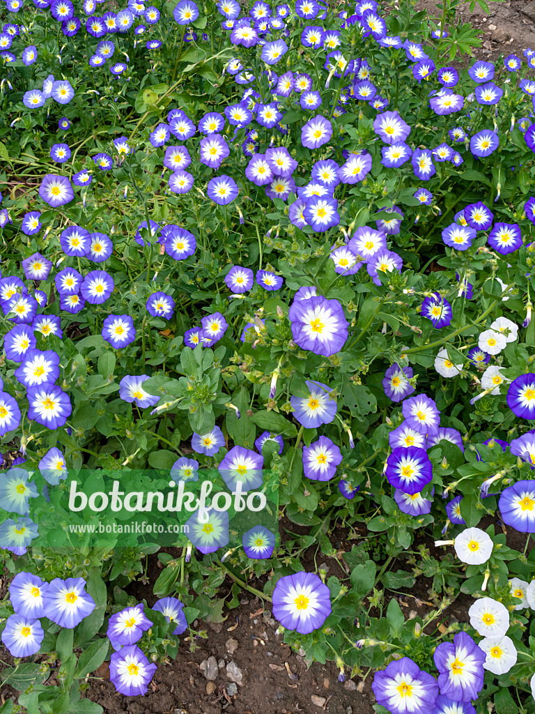 463044 - Dwarf morning glory (Convolvulus tricolor)