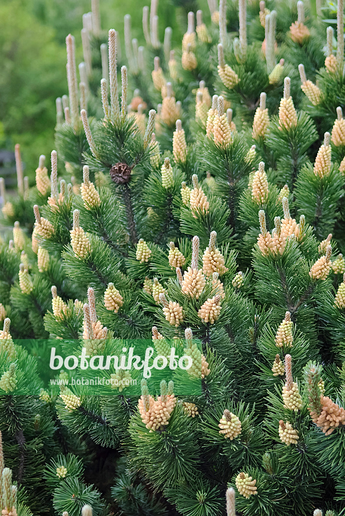 490111 - Dwarf mountain pine (Pinus mugo 'Gnom')